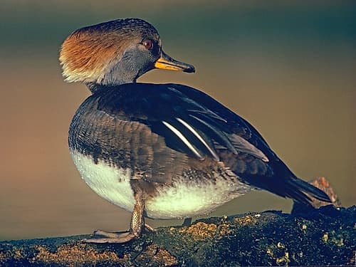 Hooded Merganser Female Art Print