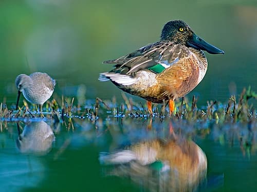 Northern Shoveler Drake with Sandpiper Art Print