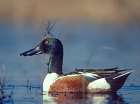Northern Shoveler Drake Art Print