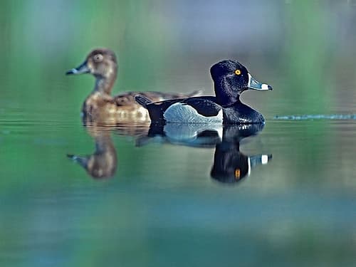 Ring-necked Drake and Hen Art Print