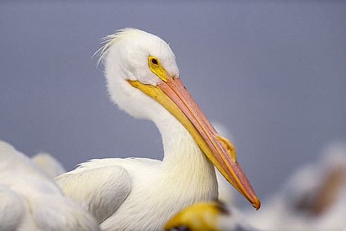 White Pelican Art Print