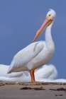 White Pelican Preening Art Print