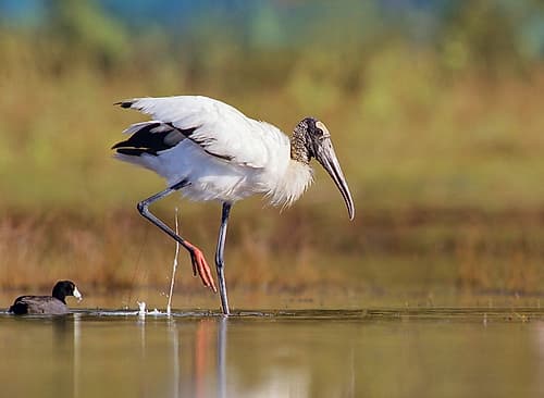 Wood Stork Art Print