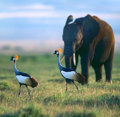 Crowned Cranes with Elephant-Amboseli National Park-Kenya Art Print