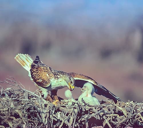 Ferruginous Hawks Art Print
