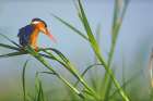 Malachite Kingfisher Fishing-Kenya Art Print