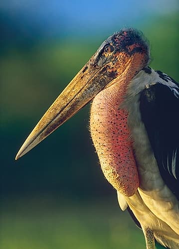 Marabou Stork-Kenya I Art Print