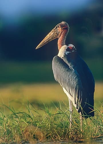 Marabou Stork-Kenya II Art Print