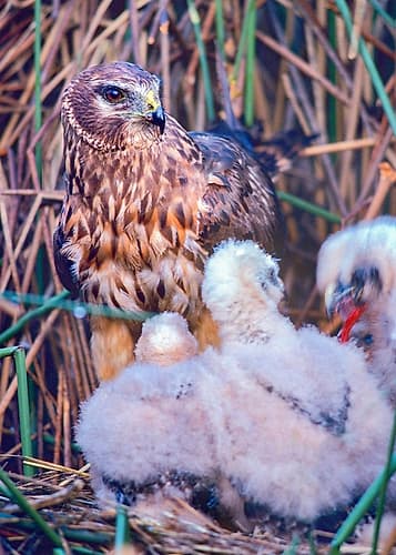 Marsh Hawks Art Print
