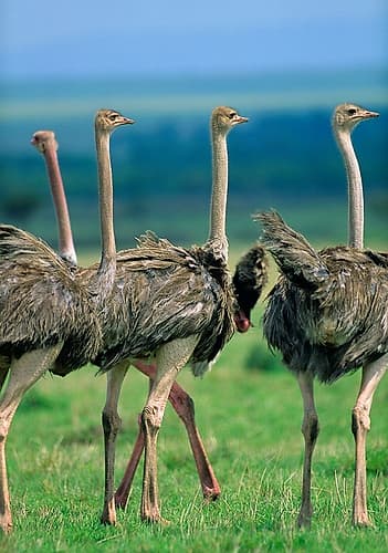 Young Ostriches-Kenya Art Print