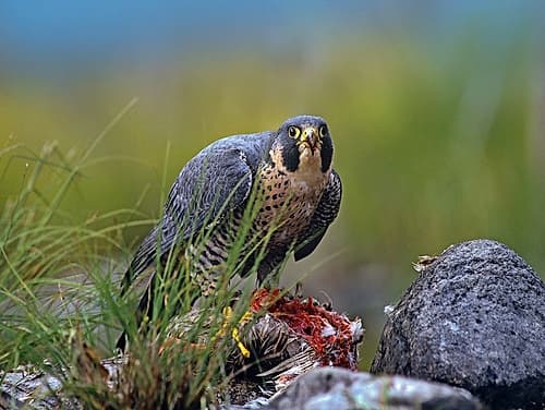 Peregrine Falcon with Duck Art Print