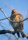 Red-Shouldered Hawk II Art Print