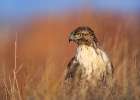 Redtail Hawk Art Print