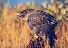 Red-tailed Hawk Art Print