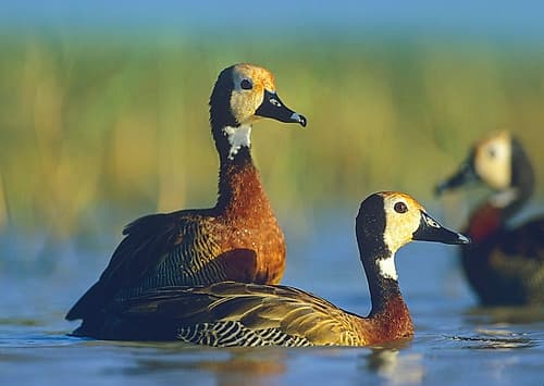 White-faced Tree Ducks-Kenya I Art Print