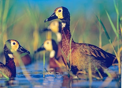 White-faced Tree Ducks-Kenya II Art Print