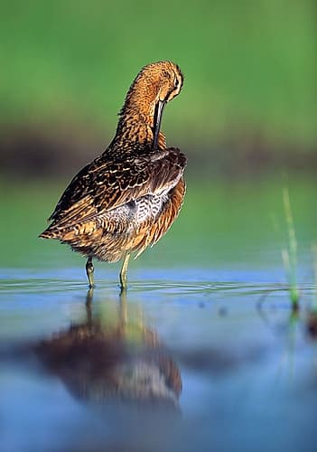 Long-billed Dowitcher Preening Art Print