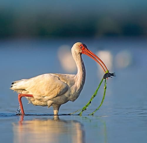 White Ibis with Fish Art Print