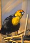 Yellow-headed Blackbird Art Print