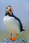 Atlantic Puffin I Art Print