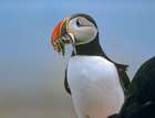 Atlantic Puffin II Art Print