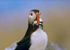 Atlantic Puffin IV Art Print