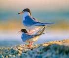 Common Terns Art Print