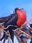 Magnificent Frigatebird in Courtship Display Art Print