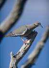 White-winged Dove Art Print