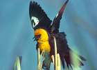 Yellow-headed Blackbird Art Print