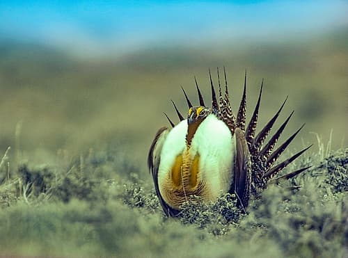 Sage Grouse in Courtship Display Art Print