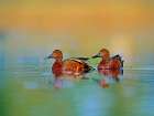 Cinnamon Teals Art Print