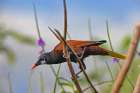 Montezuma Oropendola Art Print
