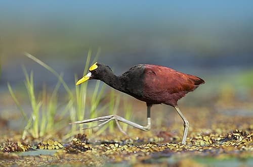 Northern Jacana I Art Print