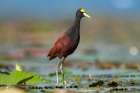 Northern Jacana III Art Print