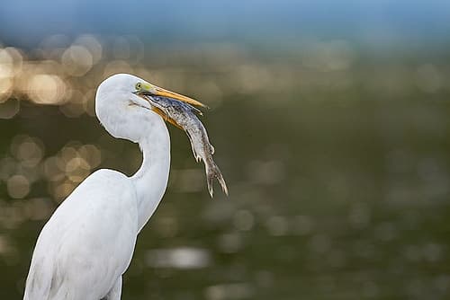 Great Egret with Fish Art Print