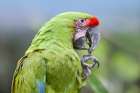 Buffon Macaw Art Print