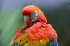 Scarlet Macaw Preening I Art Print