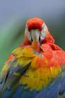 Scarlet Macaw Preening II Art Print