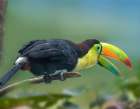 Keel-billed Toucan I Art Print