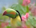 Keel-billed Toucan II Art Print