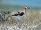 American Avocet Art Print