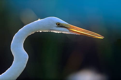 Great Egret Art Print