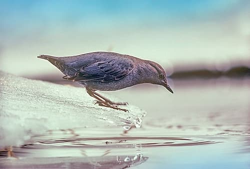 American Dipper Standing on Ice Art Print