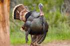 Wild Turkey Male Art Print