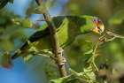 White-fronted Parrot Art Print