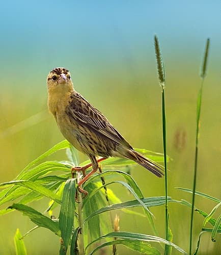 Bobolink Female in Summer Meadow I Art Print