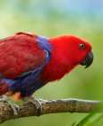 Eclectus Parrot Female Art Print
