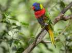 Rainbow Lory Green Naped Lory Art Print