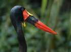 Saddle-billed Stork-Kenya I Art Print